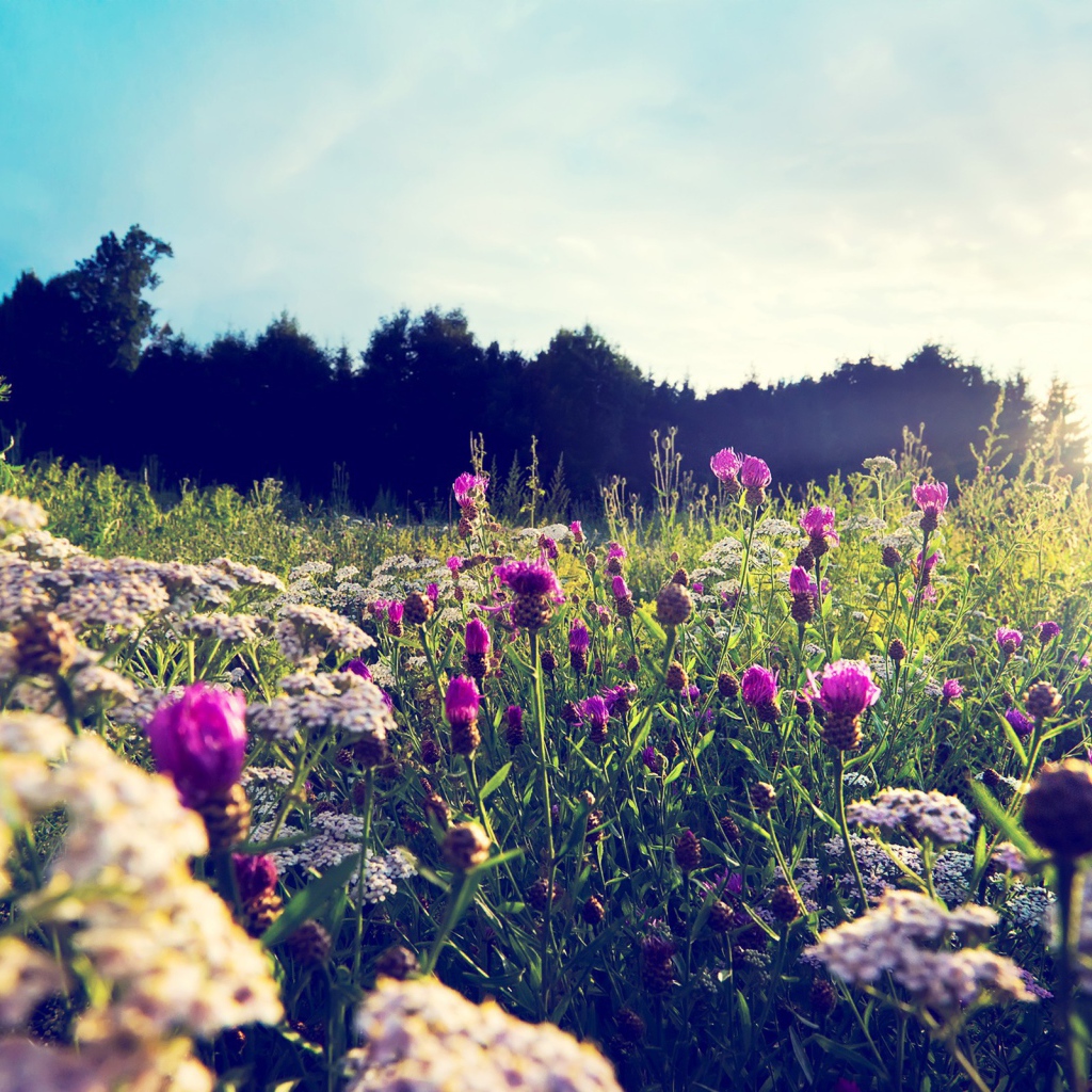 Фиолетовые цветы среди камней