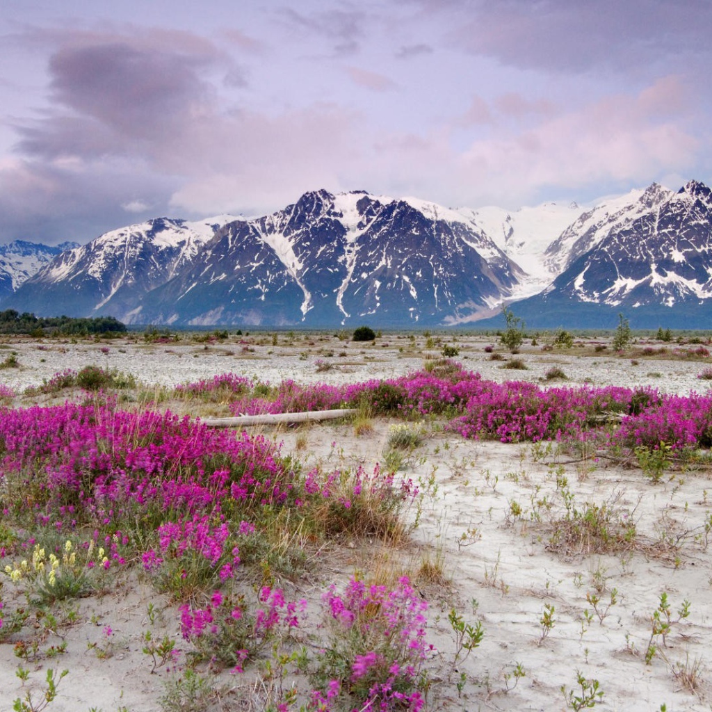 Сиреневые цветы на песке в горах