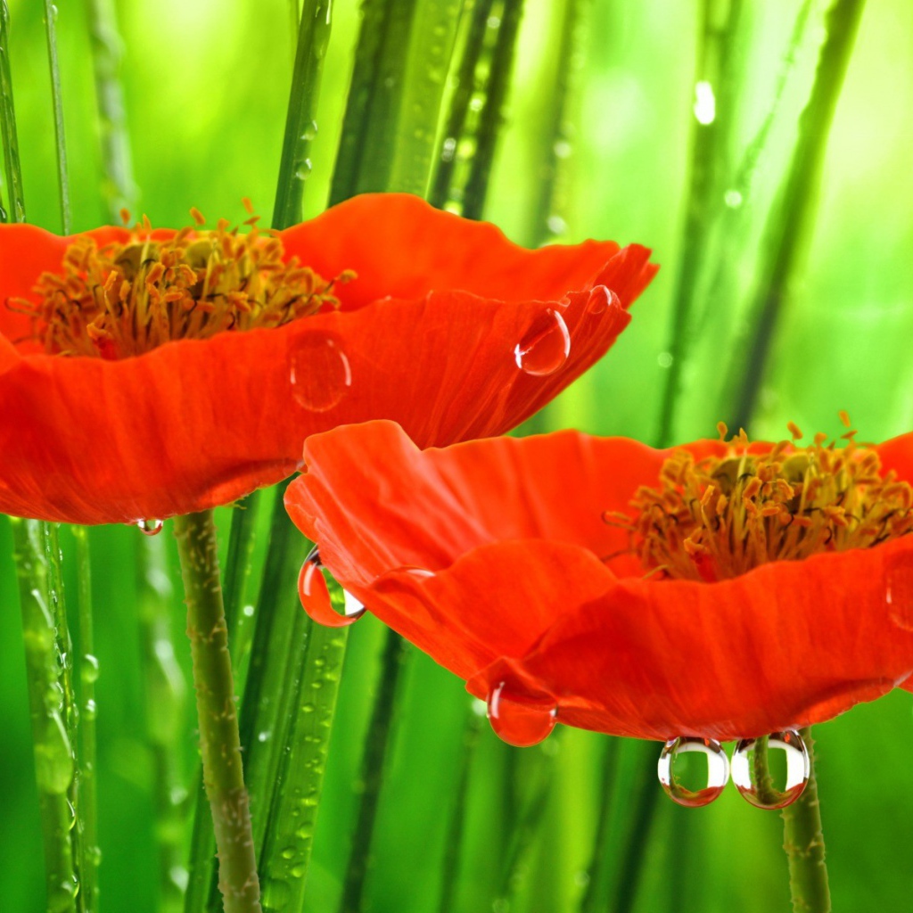 Красные маки под дождем