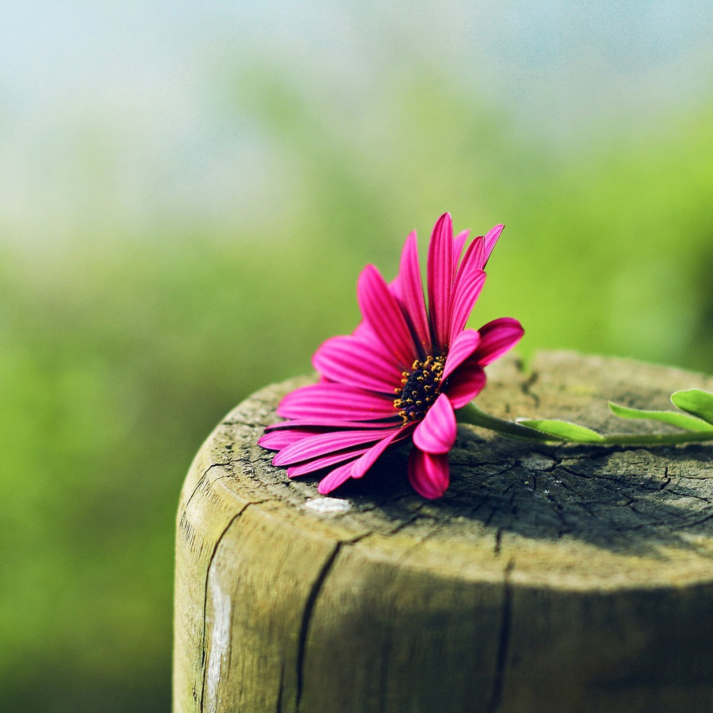 Красный цветок на пеньке