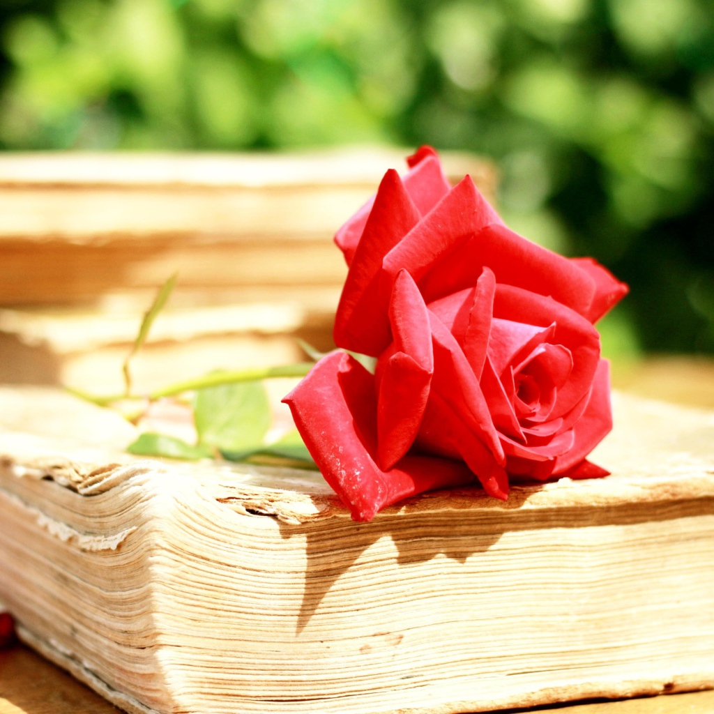 Алая роза на старой книге