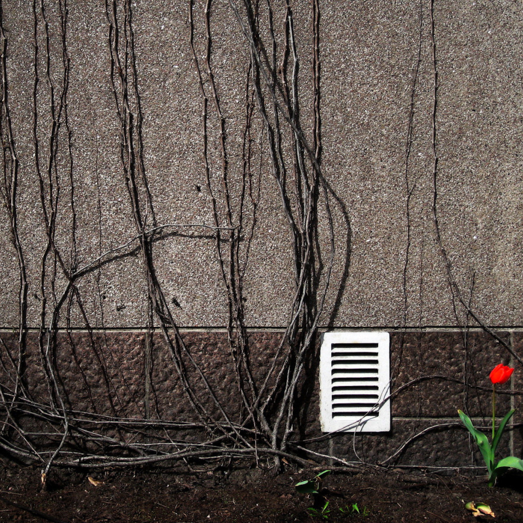 Весенний цветок тюльпан