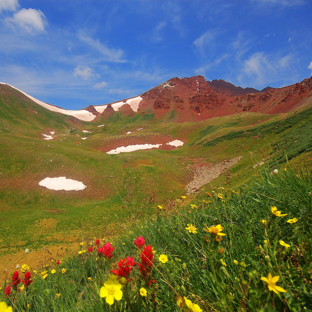 Весенние цветы в горах