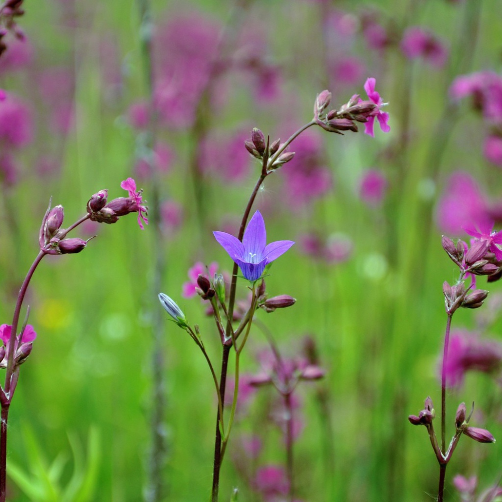 Весенние полевые цветы