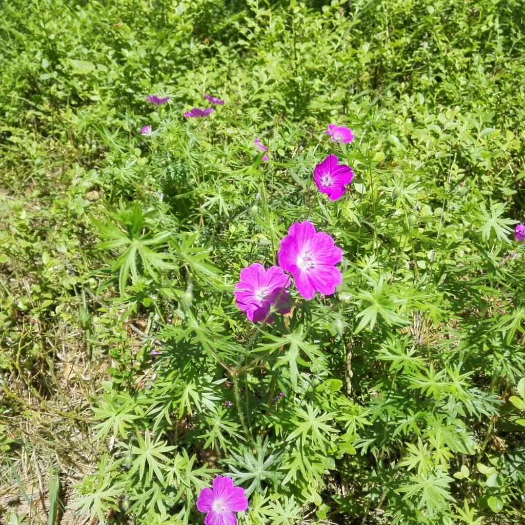 Летние цветы в зеленой траве