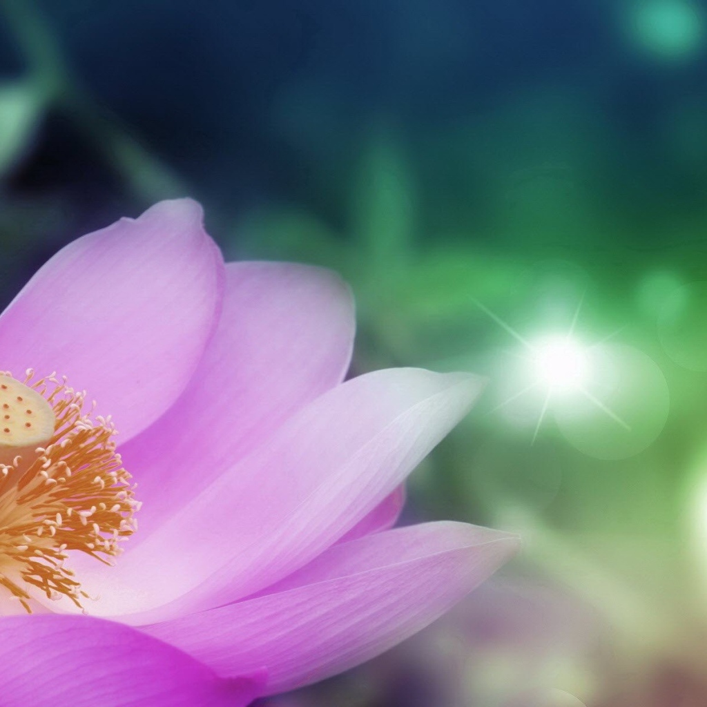 Сердцевина светло фиолетового цветка