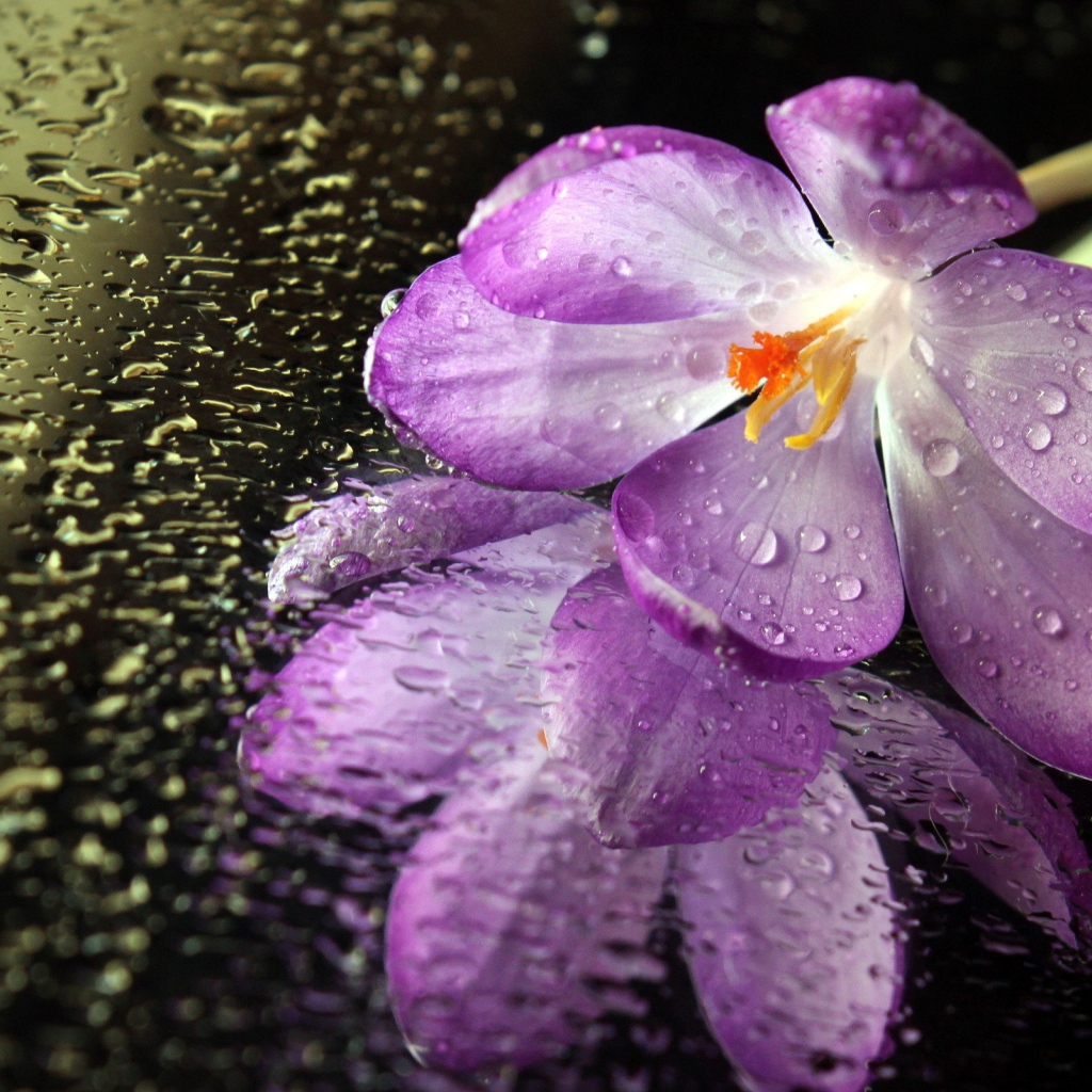 Цветок на мокром зеркале