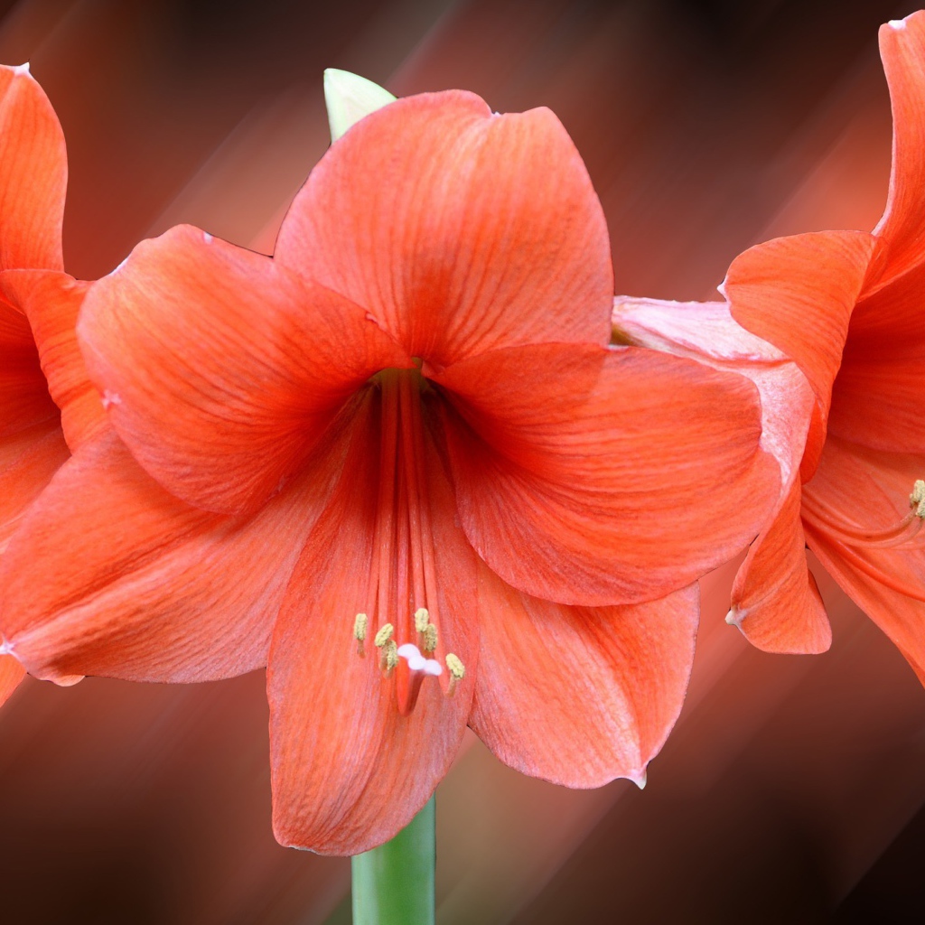 Три красных лилии