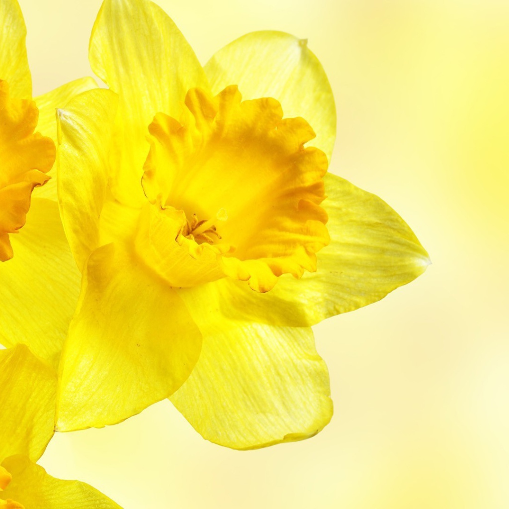 Три желтых цветка с прозрачными лепестками