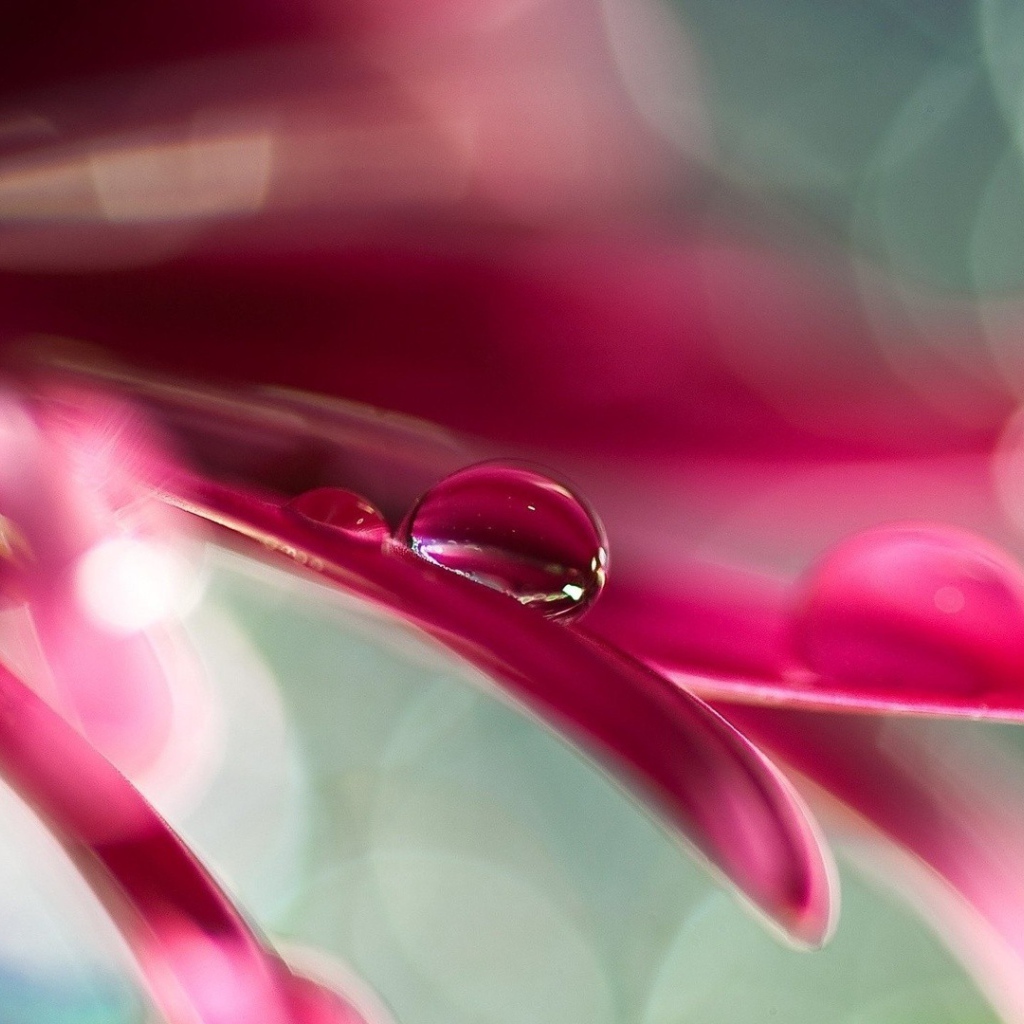Две капли воды на розовом лепестке цветка