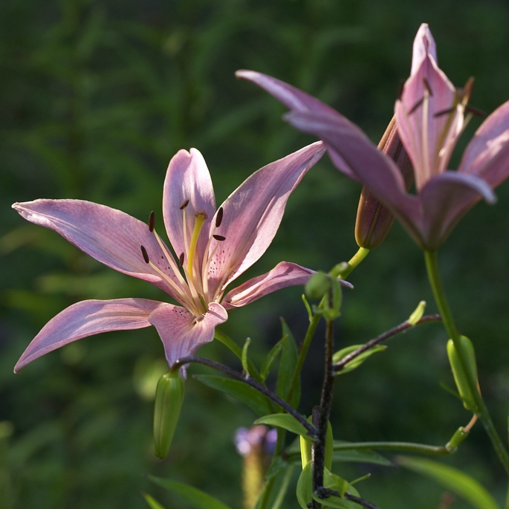 Две фиолетовых лилии под солнцем