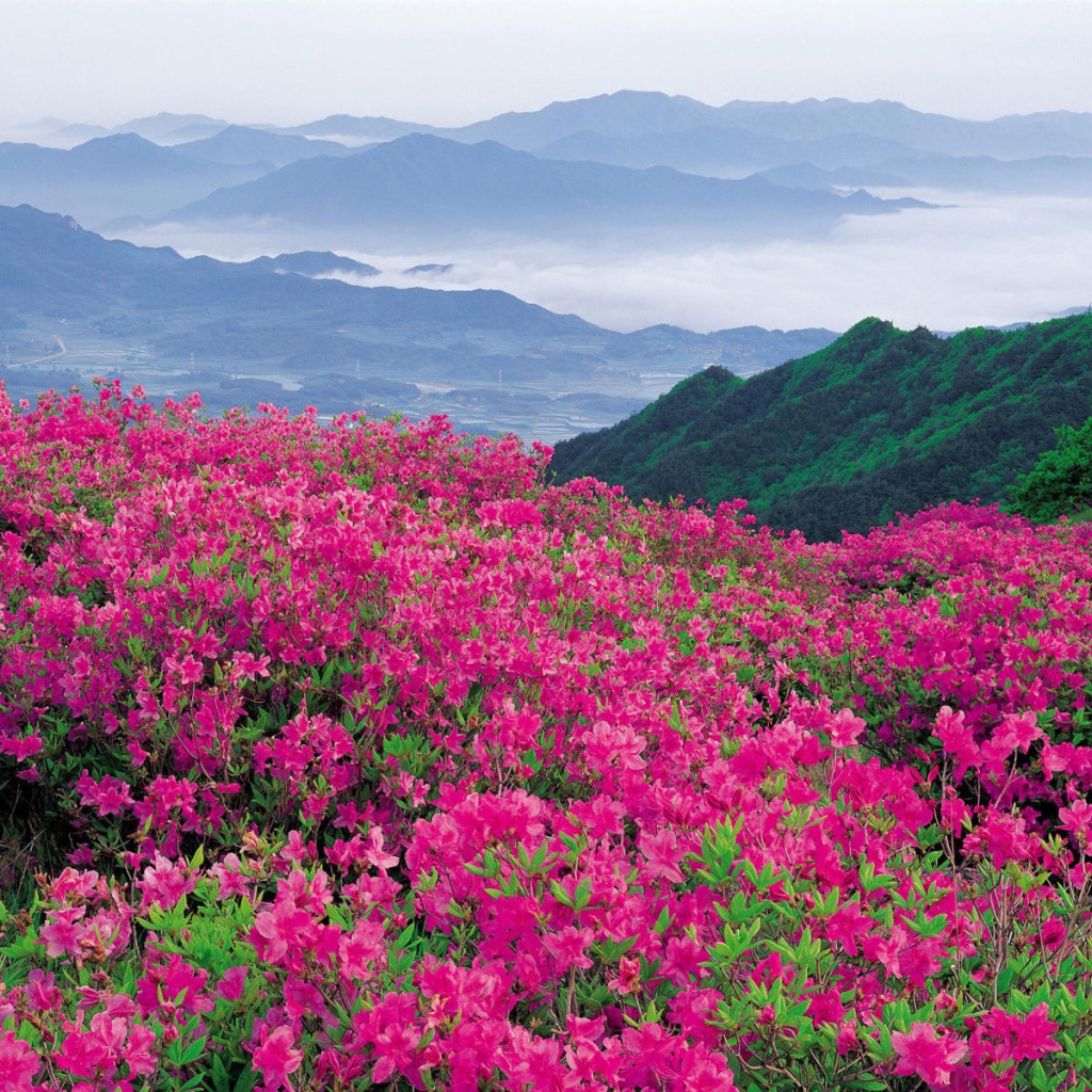 Буйное цветение розовых цветов в горах
