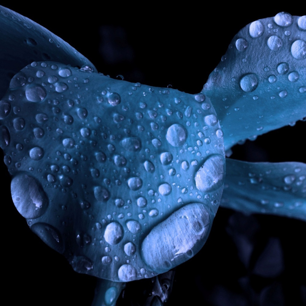 Мокрый голубой цветок
