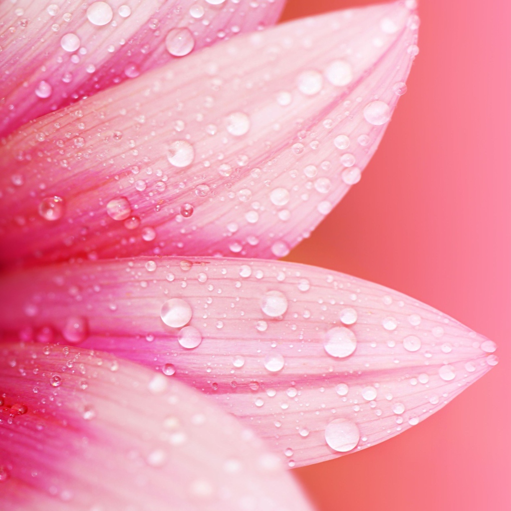 Влажные лепестки розового цветка