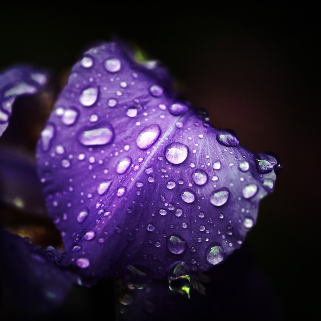 Влажные фиолетовые лепестки на черном фоне