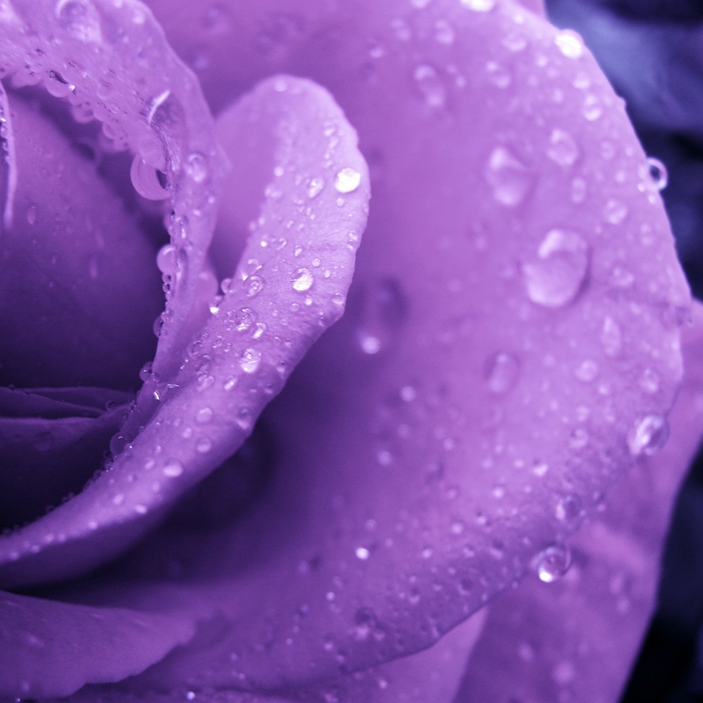 Влажная сиреневая роза