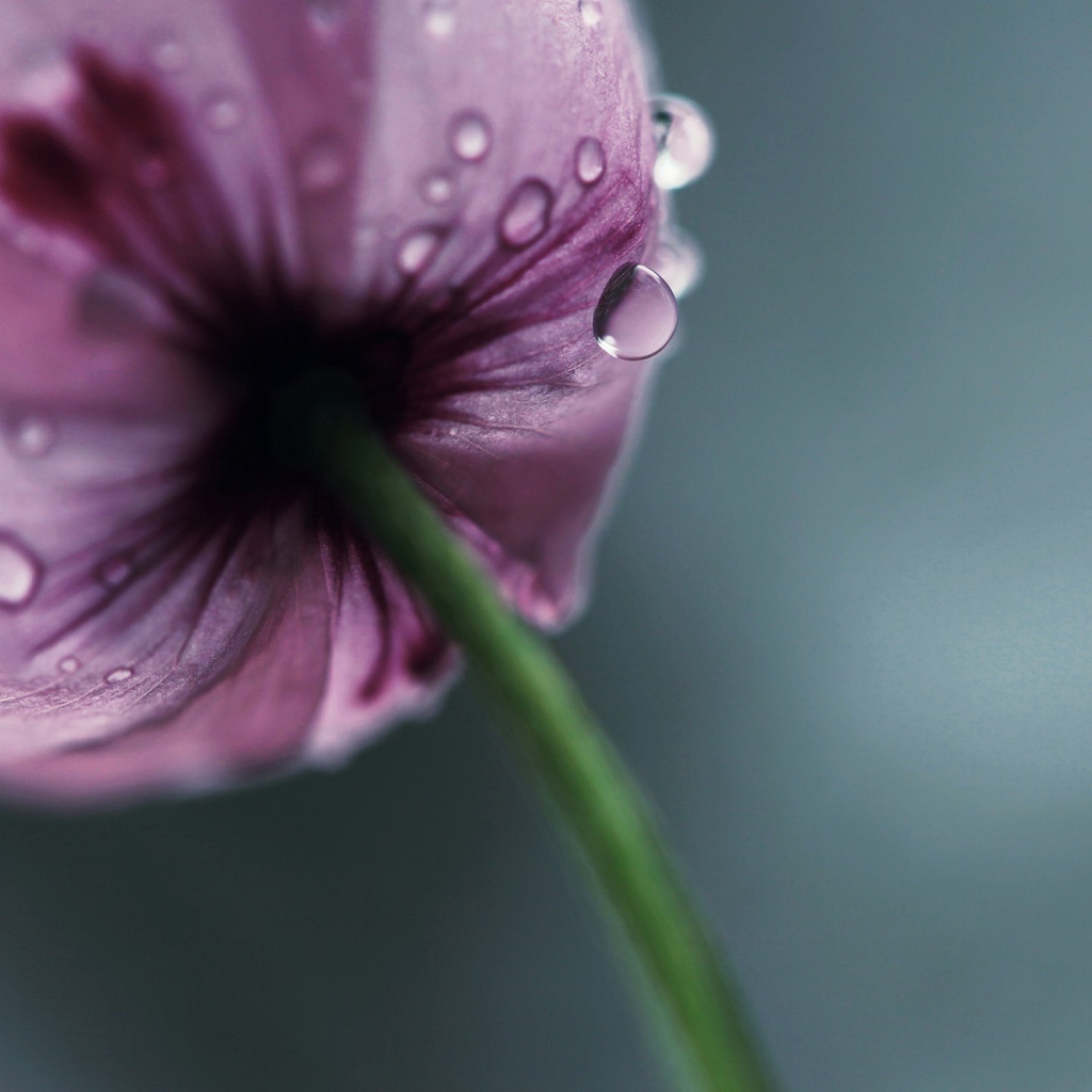 Мокрый фиолетовый тюльпан