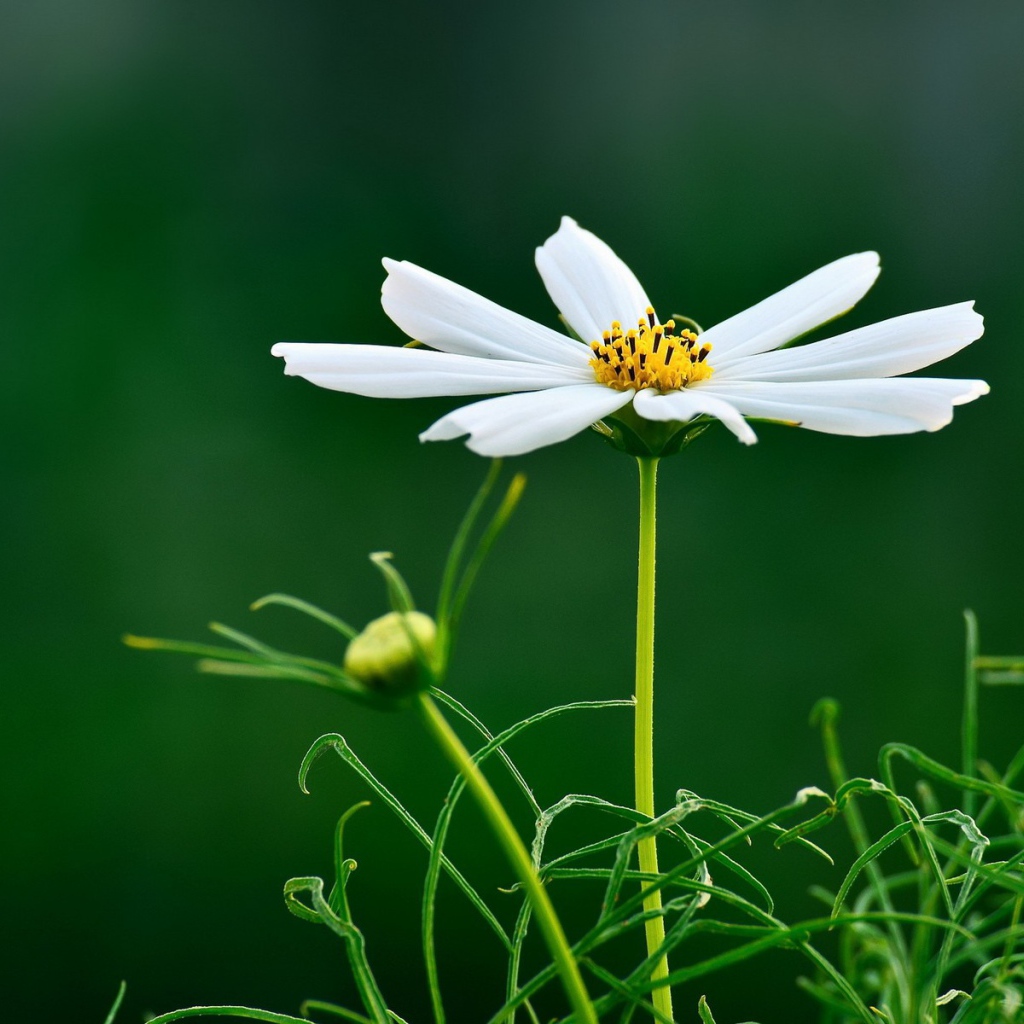 Белая ромашка на темно зеленом фоне