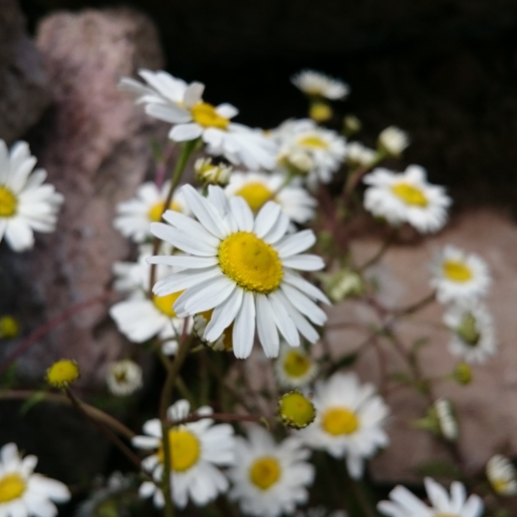 Белые ромашки у камней