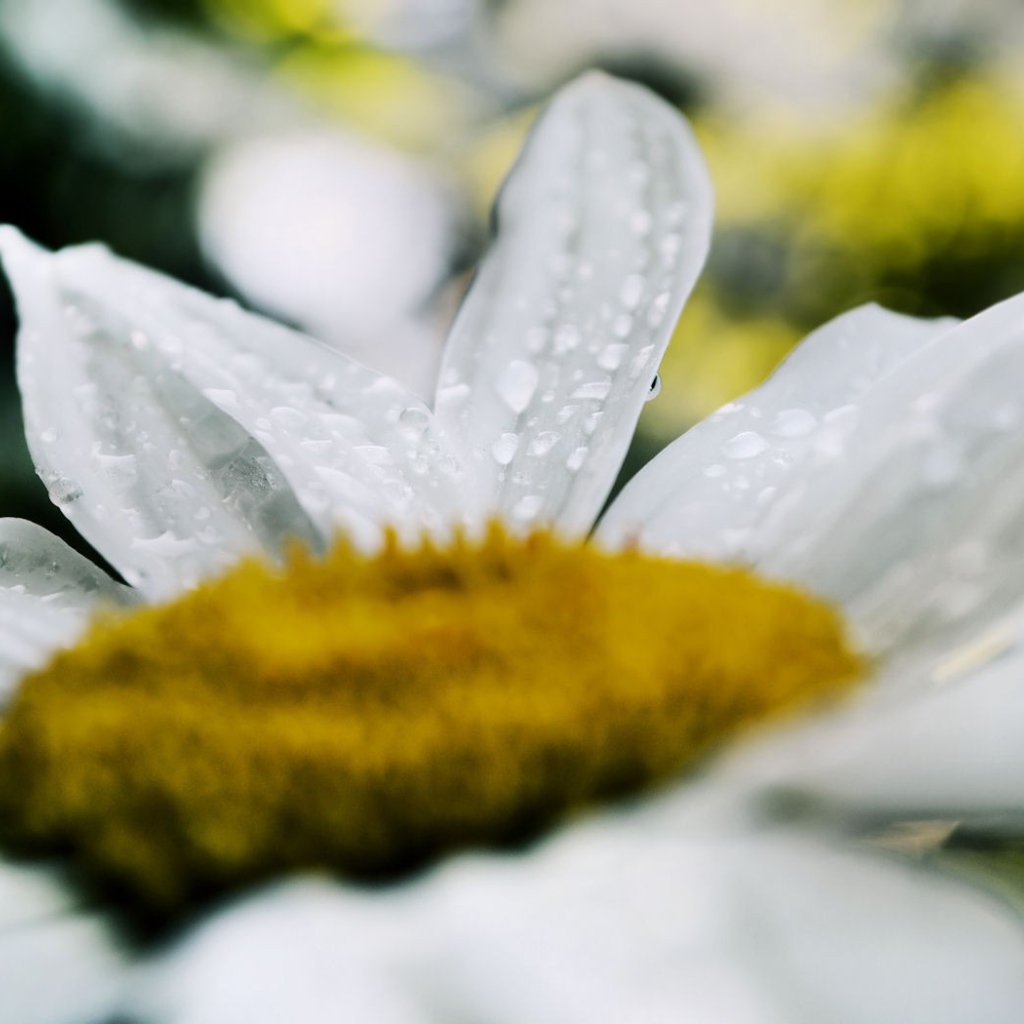 Белая ромашка после дождя