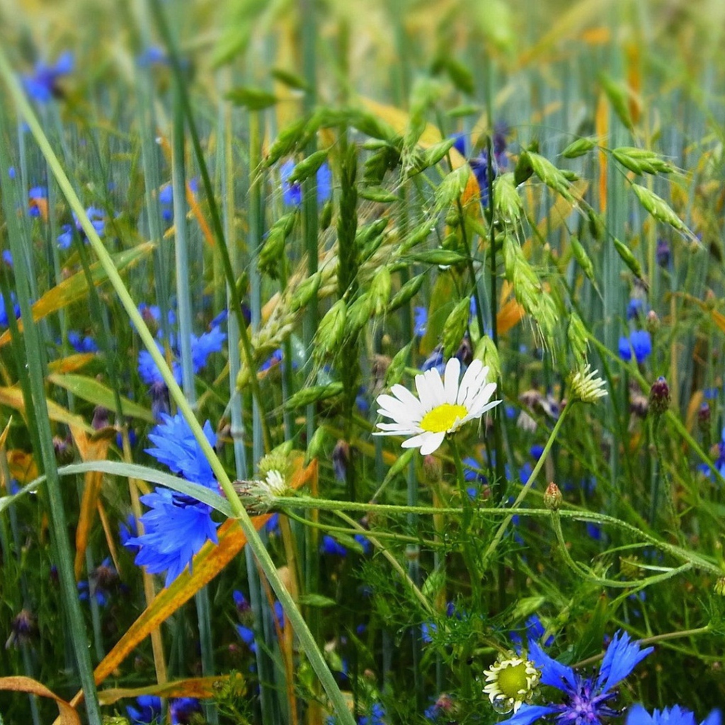 Белая ромашка среди васильков