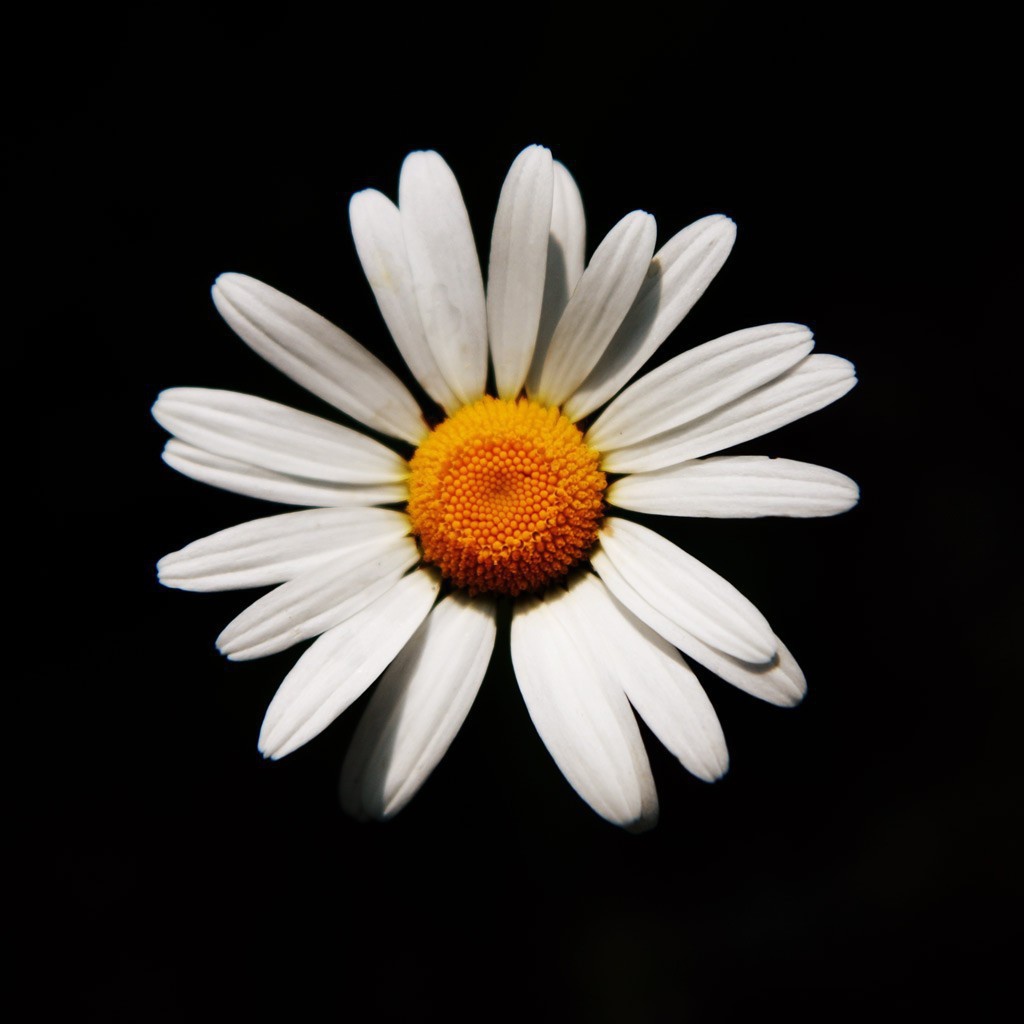 Белая ромашка на черном фоне
