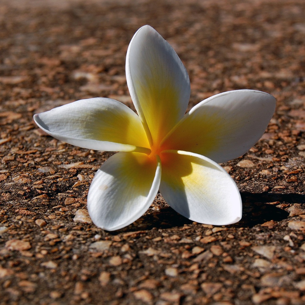 Белый цветок на гранитной плите