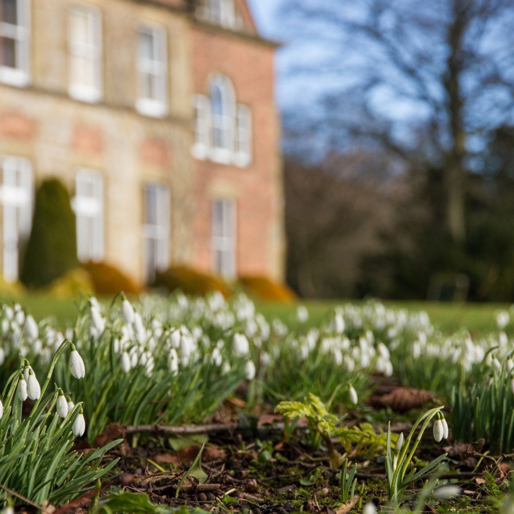 Белые подснежники у дома