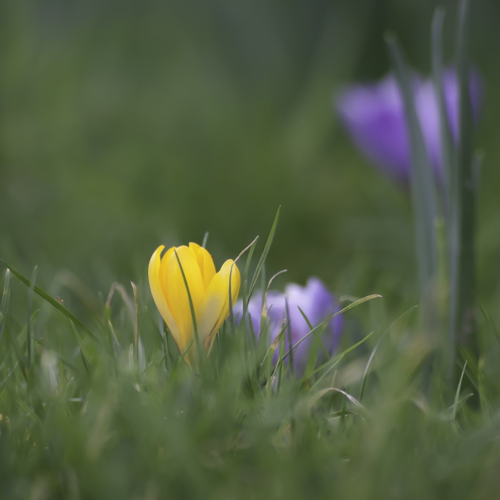 Желтый и голубой цветок в зеленой траве