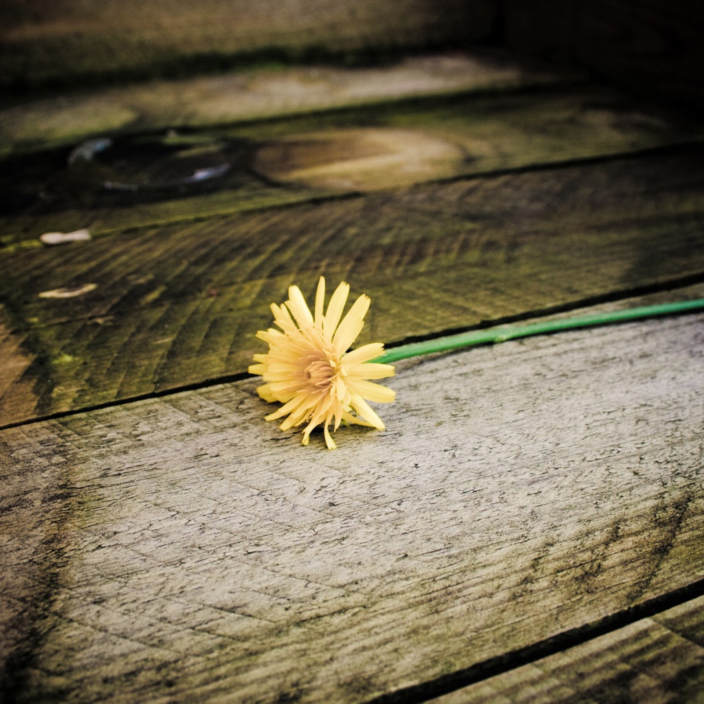 Желтый одуванчик на досках