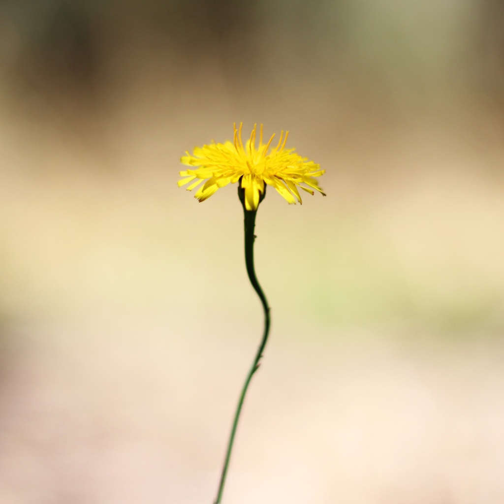 Желтый цветок на тонком стебле