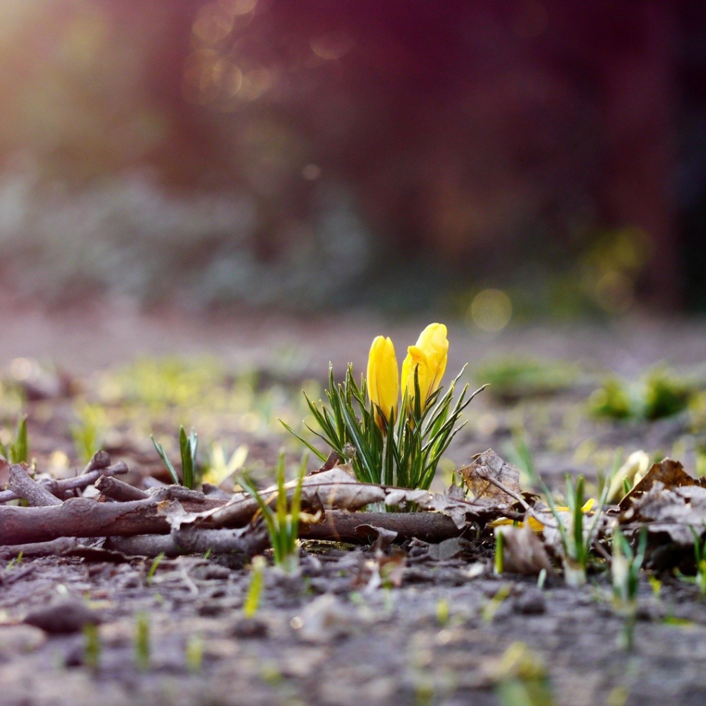 Желтые цветы пробиваются сквозь прошлогоднюю листву
