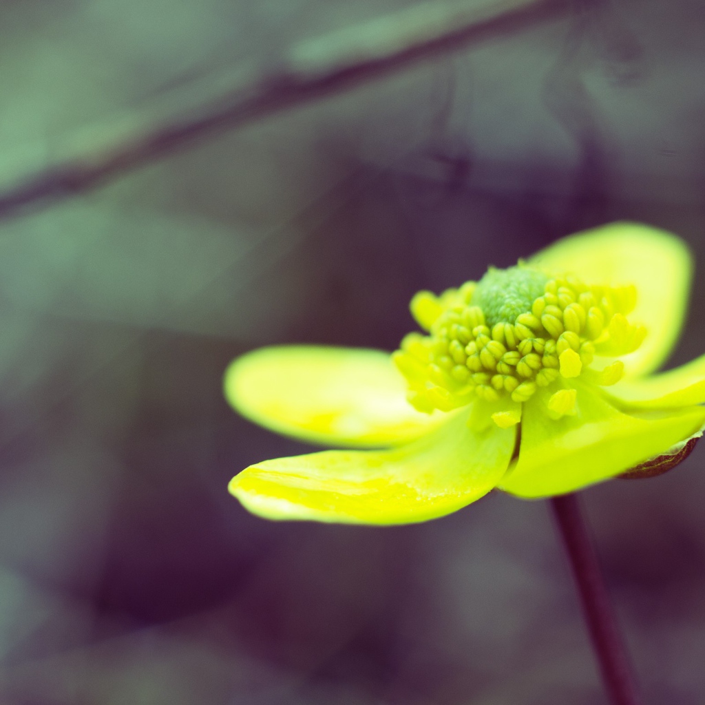 Желто зеленый цветок на сером фоне