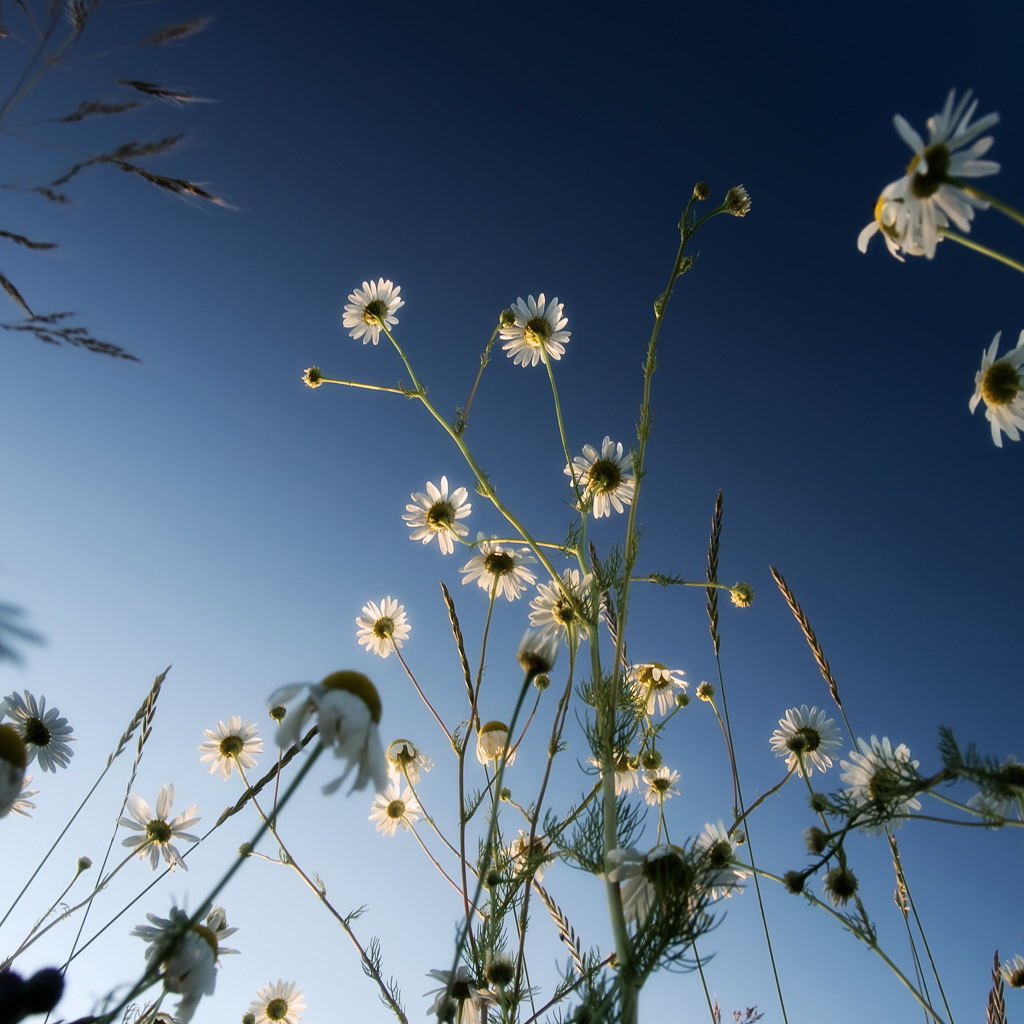 Ромашки на синем небе