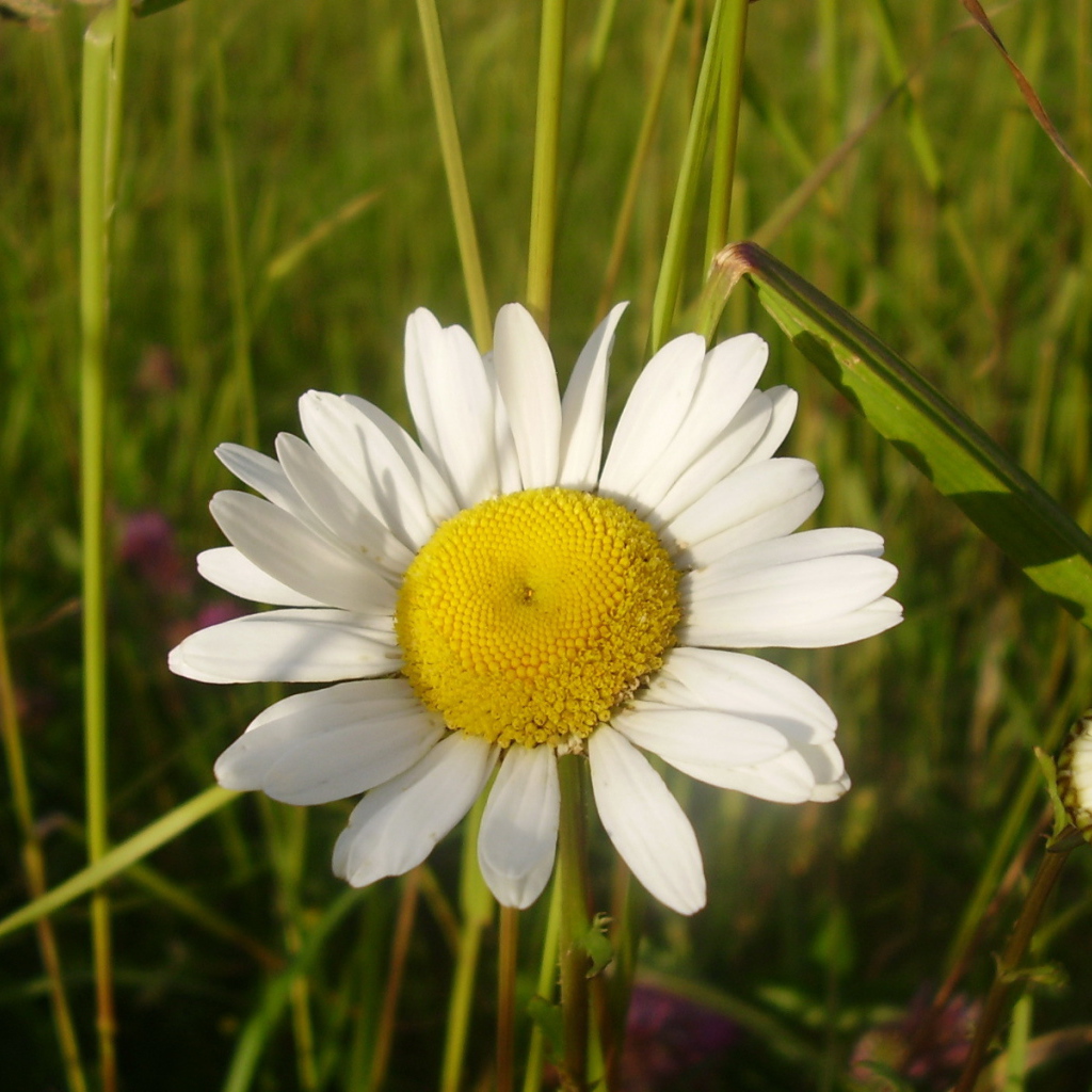 Полевая ромашка и бутон
