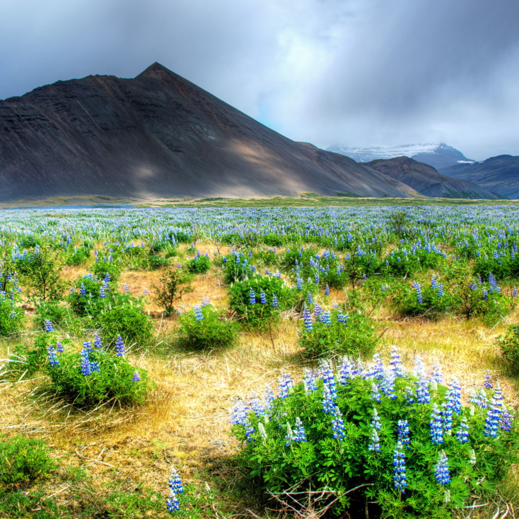 	   Flowers in a mountain valley