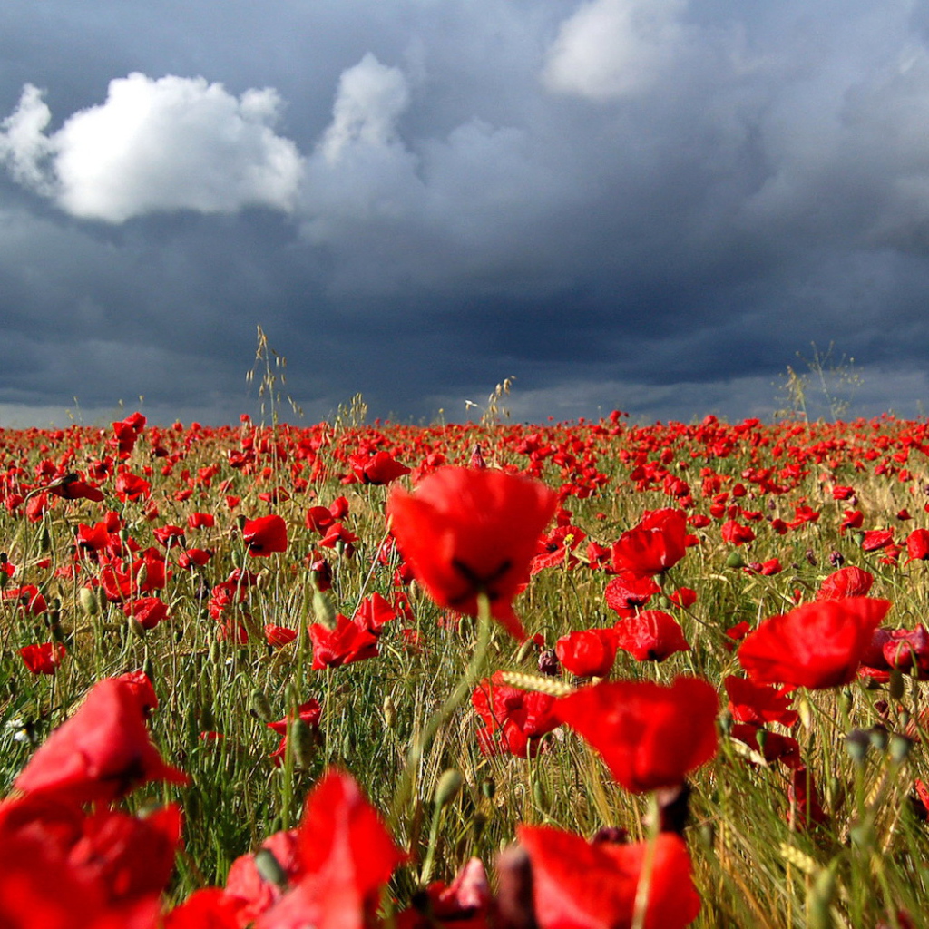Маковое поле под облаками