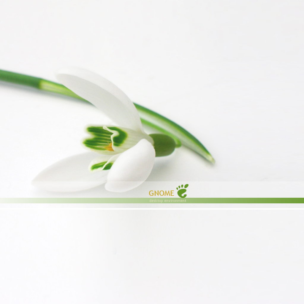 Белый цветок на белом фоне