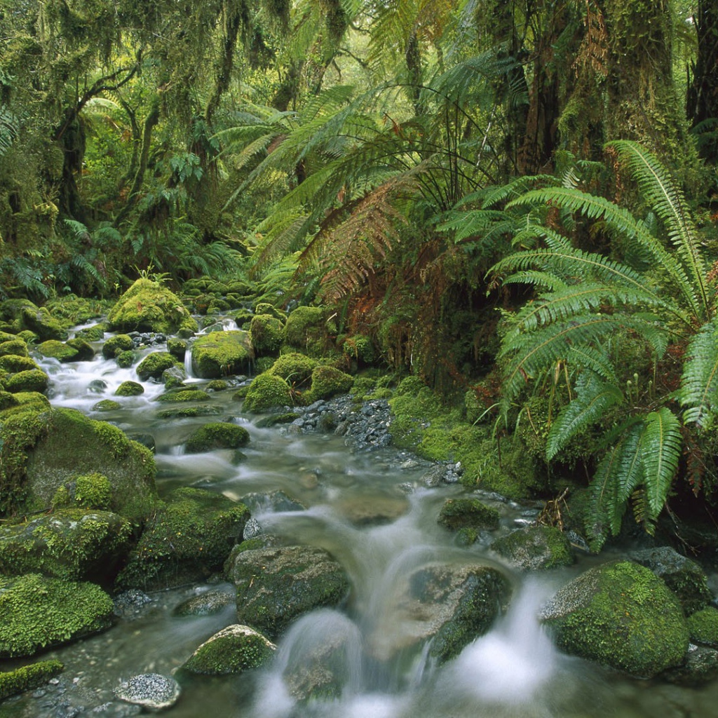Бурный поток в тропическом лесу
