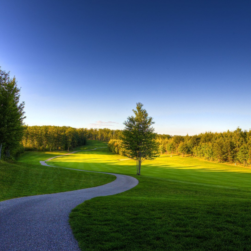 Извилистая дорожка в лесу