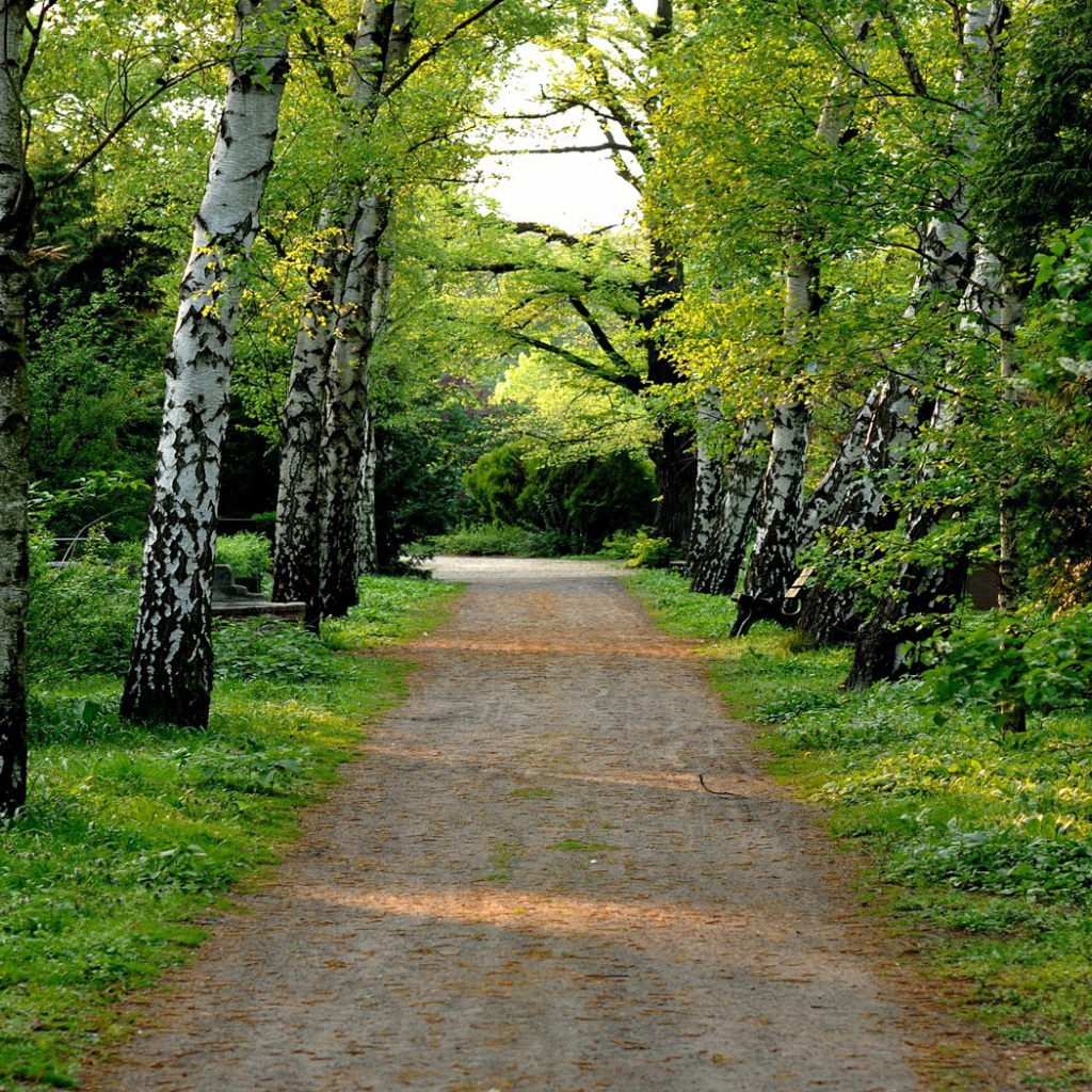 Аллея в березовой роще