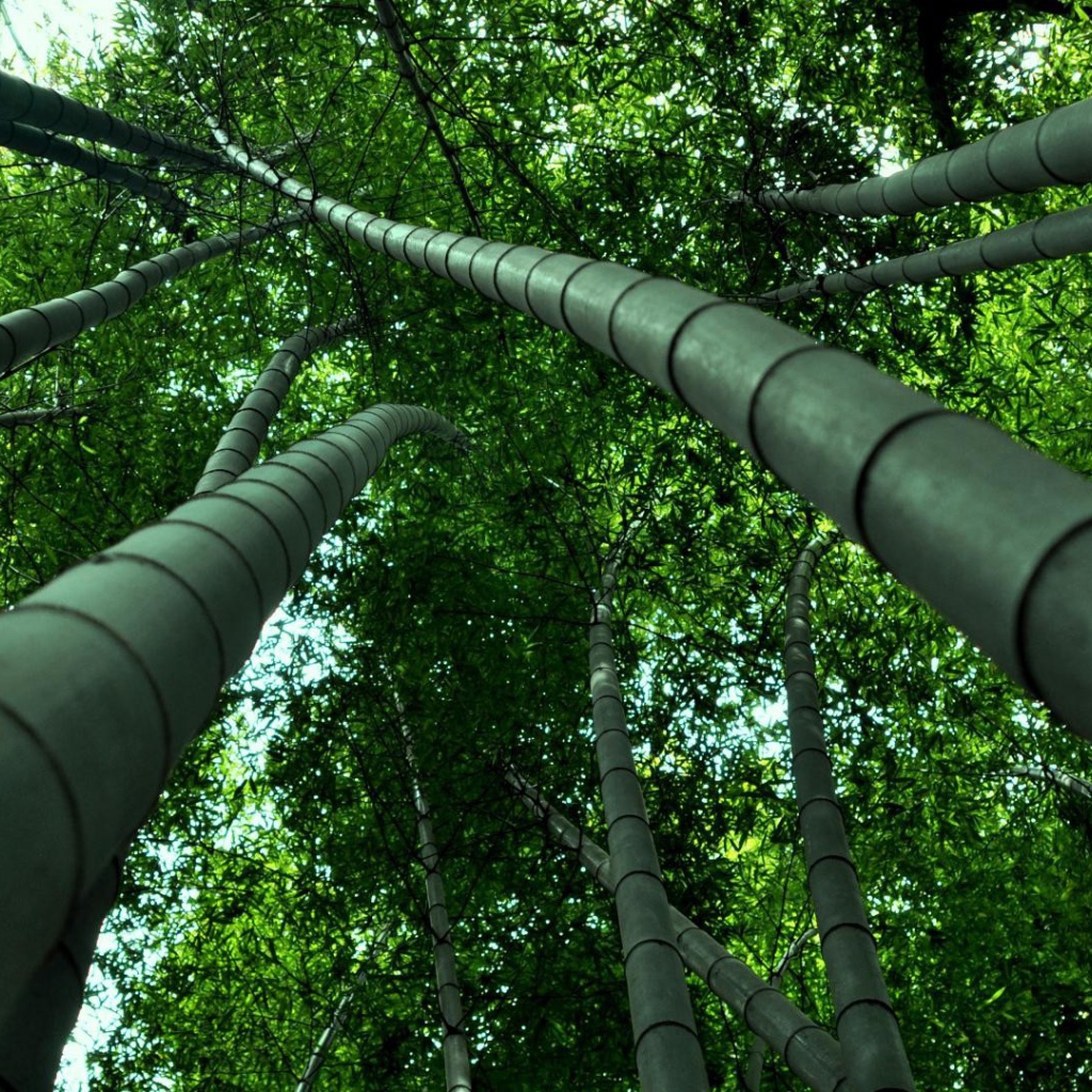 Бамбуковые деревья уходят ввысь