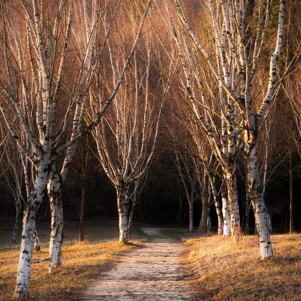 Голые деревья в березовой роще