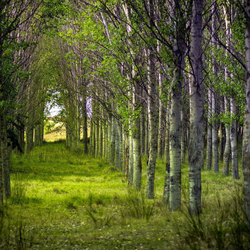 Birch forest planted by people