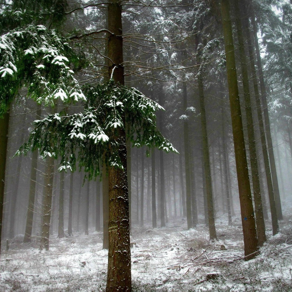 Холодный зимний лес