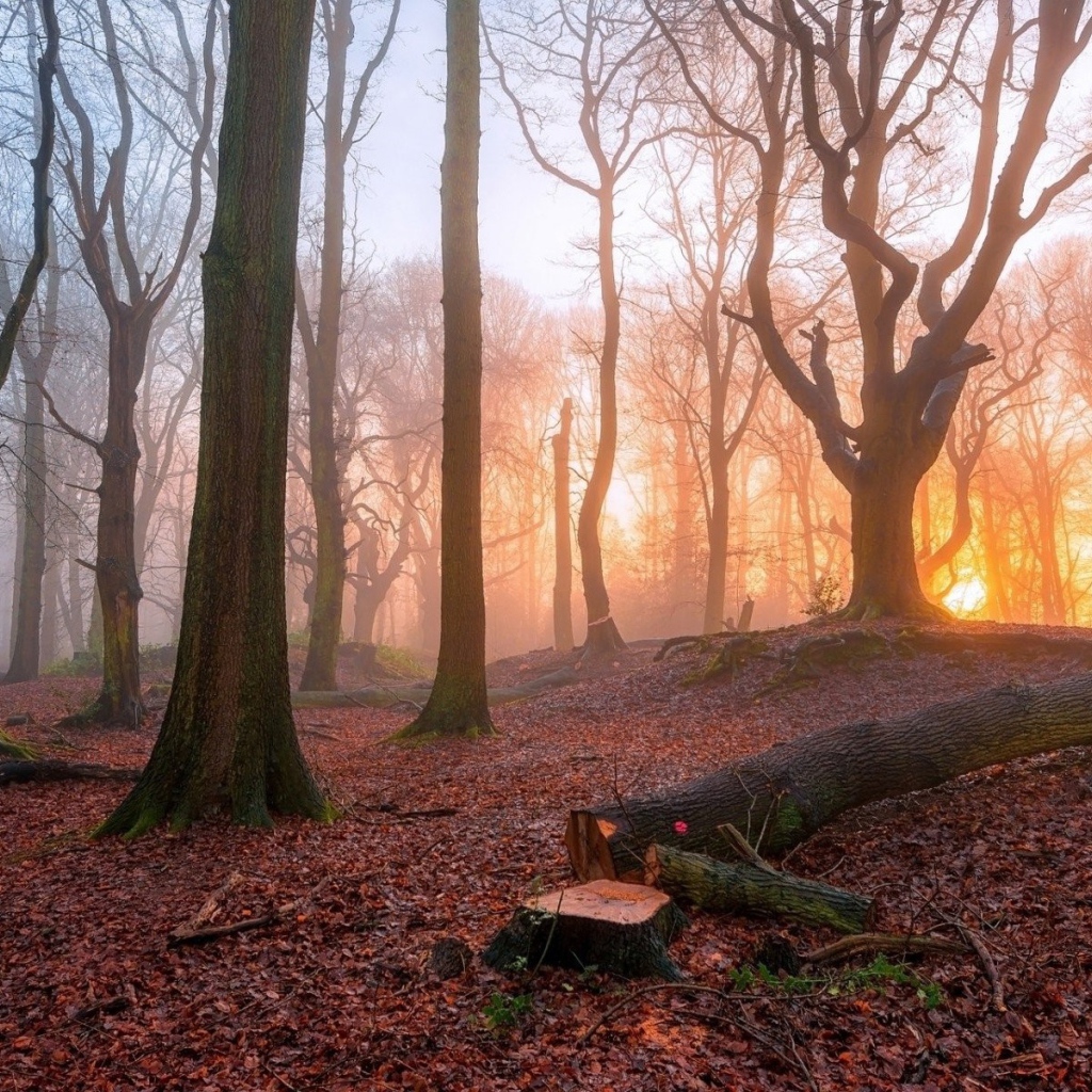 Спиленное дерево в лесу