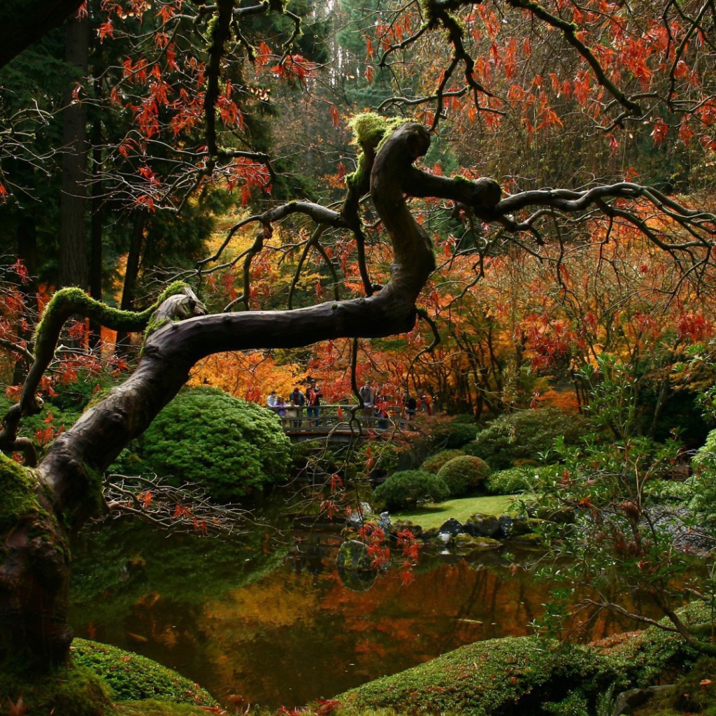 Засохшее дерево в японском саду
