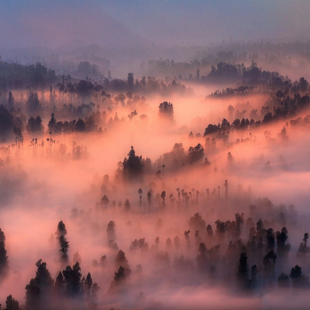 Густой туман в лесу подсвечен солнцем на закате