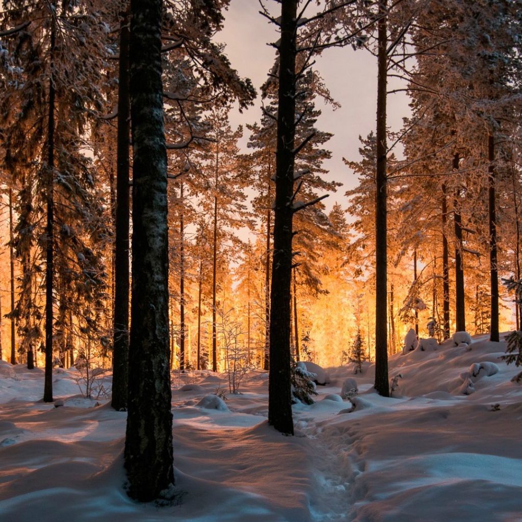 Сказочный зимний лес на закате