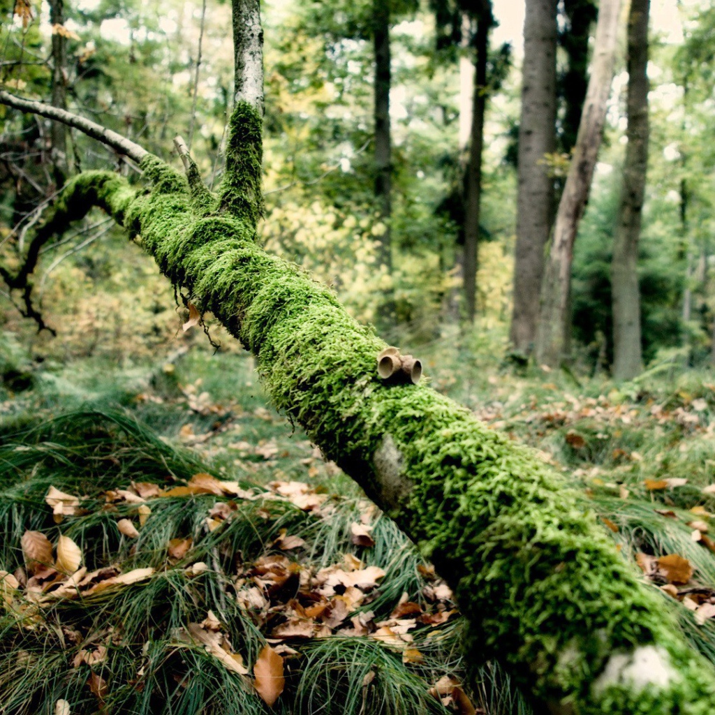 Упавшая ветка поросла мхом